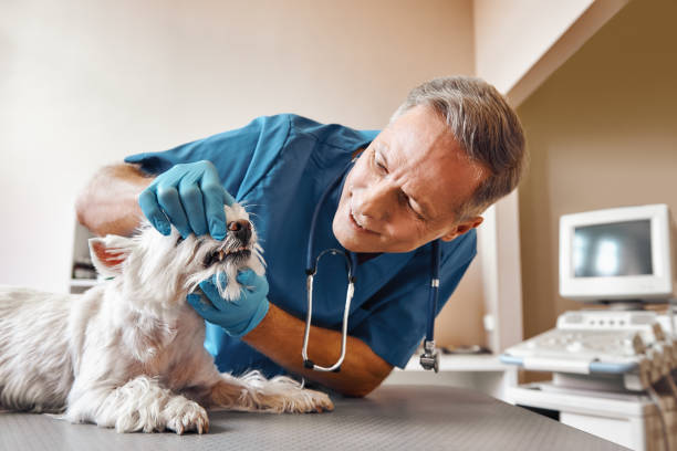  Craigsville, WV Emergency Dentist Pros